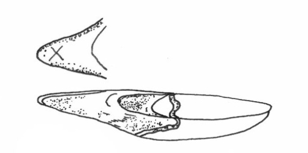 lingura