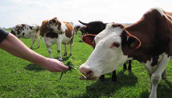 noi-conditii-pentru-crescatorii-de-bovine-7259