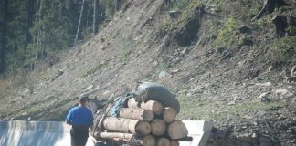Delict silvic constatat de polițiștii din Borod căruță - lemne