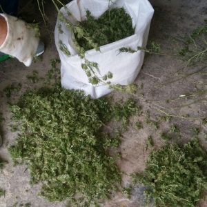 Peste 2,5 kilograme de cannabis au fost confiscate de poliţiştii Brigăzii de Combatere a Criminalităţii Organizate Oradea