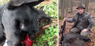 caine-ucis-de-un-politist