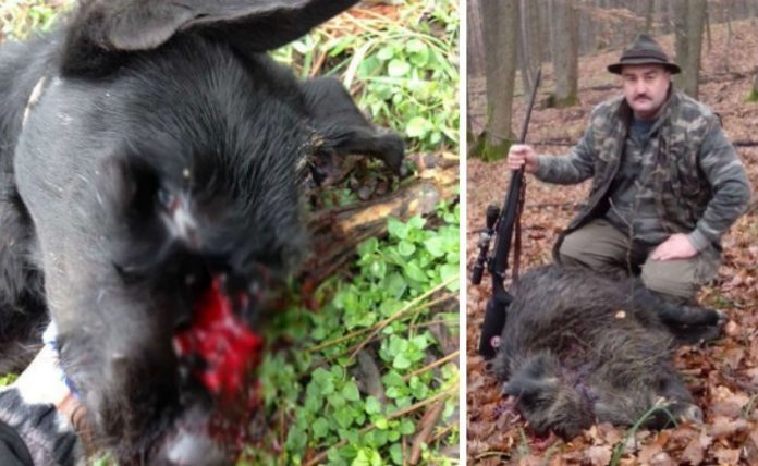 caine-ucis-de-un-politist