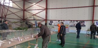 EXPOZIȚIA ZONALĂ DE PĂSĂRI ȘI ANIMALE MICI – VADU CRIȘULUI EXPOZIȚIA ZONAL DE PĂSĂRI ȘI ANIMALE MICI - VADU CRIȘULUI