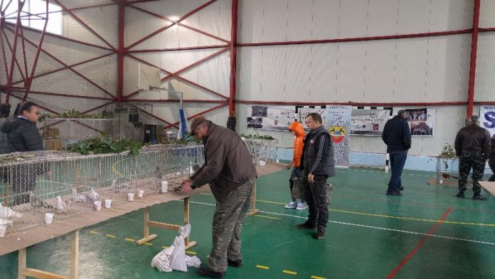 EXPOZIȚIA ZONAL DE PĂSĂRI ȘI ANIMALE MICI - VADU CRIȘULUI
