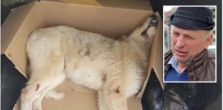 07-caine_popovici-800x557