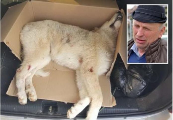 07-caine_popovici-800x557