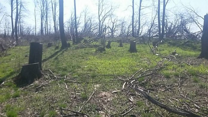 lemne pădure tăiat-800x450