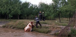 Vacă salvată de pompieri, după ce a căzut într-un canal de fugă din Aștileu-800x450