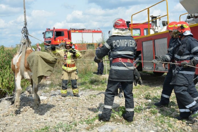 Vacă salvată dintr-un canal de către pompieri --->>> http://bit.ly/2Ju4VIs