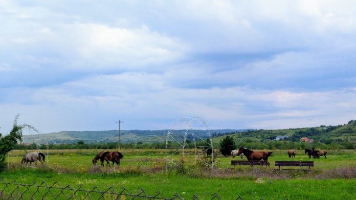 caii Tinăud-800x450