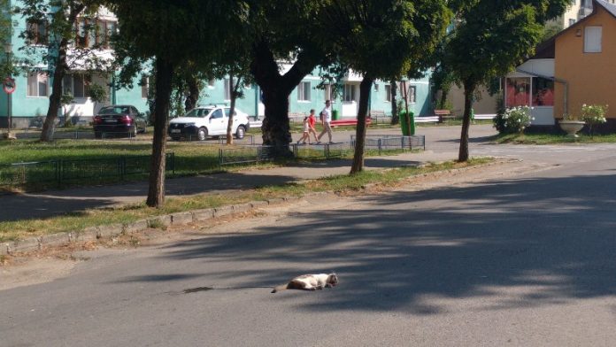 Pisică moartă, călcată de maşini abandonată pe sosea în Aleșd-800x450