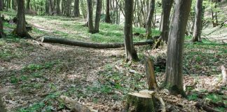 taiere-ilegala-de-arbori