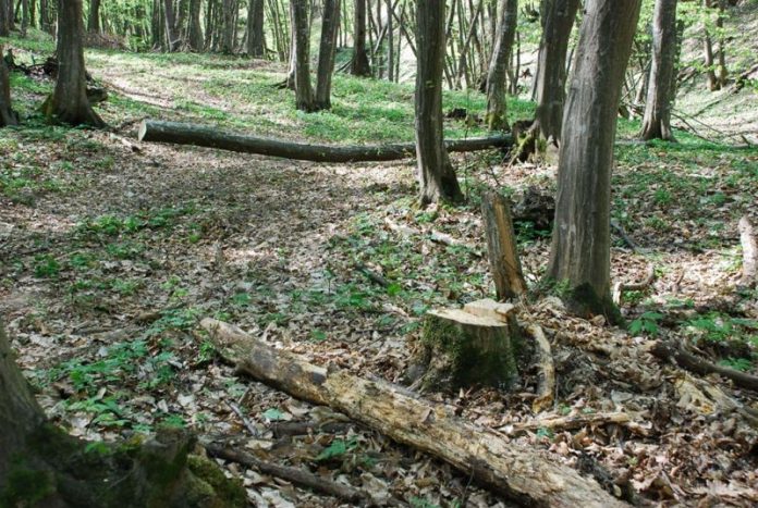 taiere-ilegala-de-arbori