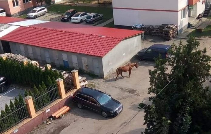 Cai pasc pe sub ferestrele blocurilor din Alesd~2-800x512