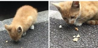 Amenzi de până la 2.500 de lei, dacă hrăniți porumbeii sau pisicile pe stradă în Oradea