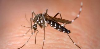 Patru decese cauzate de virusul West Nile în Bihor