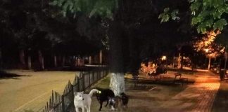 căni maidanezi în Aleșd-800x589