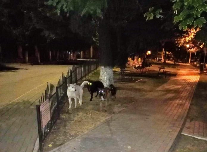 căni maidanezi în Aleșd-800x589