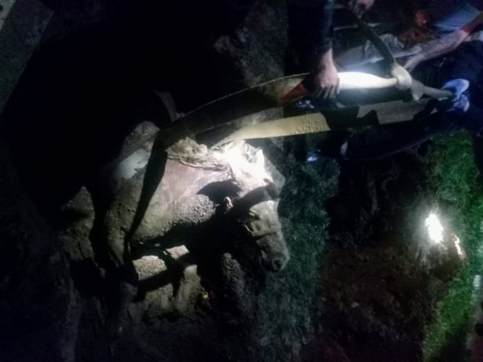 salvare cal -Marghita. 3jpg~2-800x600