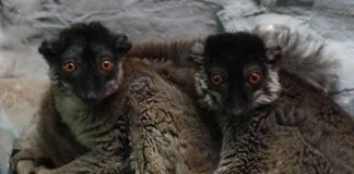 Animale noi la Zoo Oradea.