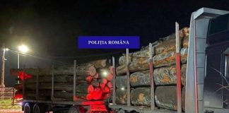 Peste 35 de metri cubi de bușteni confiscați de polițiștii din Borod de la un bărbat din Tileagd bușteni confiscați de polițiștii din Borod