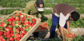 locuri de muncă în domeniul agricol (recoltare fructe) în Spania