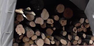 PRINȘI CU LEMNE DE FOC FĂRĂ ACTE. POLIȚIȘTII LE-AU CONFISCAT MATERIALUL LEMNOS ȘI I-AU AMENDAT Lemne de foc