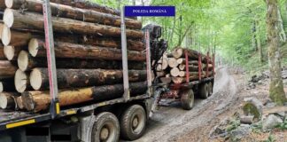 Peste 22 de metri cubi de lemn rotund de diferite specii, fără documente legale, confiscați de polițiștii bihoreni Lemne confiscate