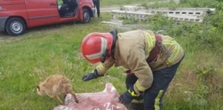 Câine rămas captiv într-o vale din localitatea Țețchea, salvat de pompierii aleșdeni