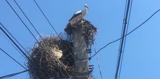 Puii de barză, salvați la Vadu Crișului după ce cuibul a fost distrus din greșeală (foto) Puii de barză salvați la Vadu Crișului