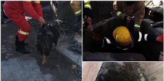 câine salvat dintr-o fântână