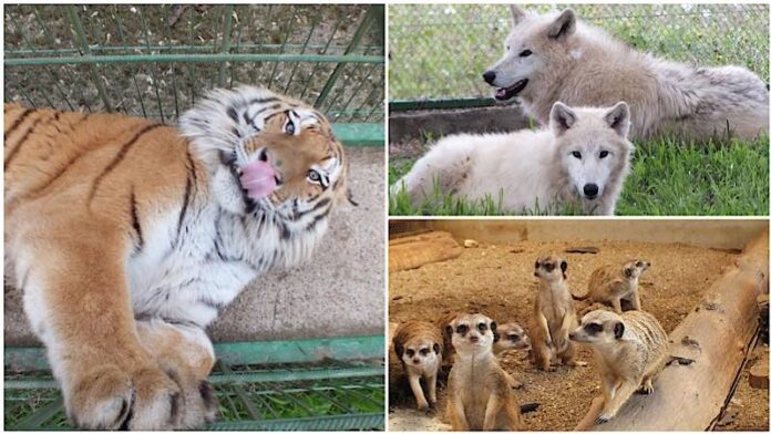 Lupi arctici și tigri siberieni la Zoo Oradea