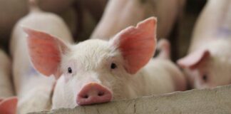 Focare de pestă porcină africană descoperite în Telechiu și Chistag Porc pestă porcină