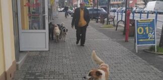 câinii fără stăpân din orașul Aleșd
