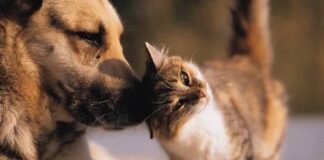 câine și pisica