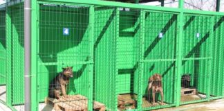 Adăpostul de câini din orașul Aleșd