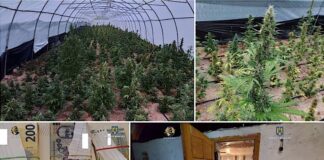 Solarii cu CANNABIS descoperite într-o zonă izolată din Șerani. Patru persoane au fost reținute (foto-video)