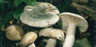 Atenție la ciupercile din pădure! Zeci de bihoreni au ajuns la spital în ultimele zile
