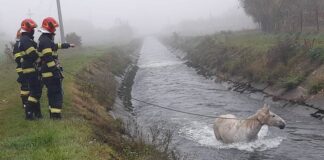 Cal salvat de pompieri, după ce a căzut într-un canal de fugă din Aștileu (foto) Cal salvat de pompieri