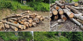 Peste 140 de metri cubi de lemne, fără documente, confiscați de polițiști de la o firmă din Bulz lemne Foc
