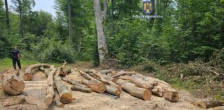 Lemne furate Zece Hotare