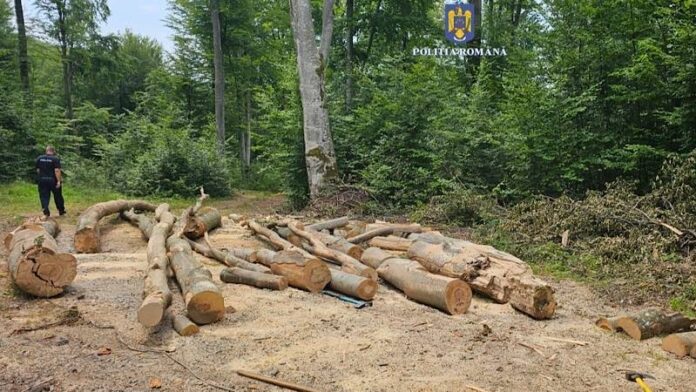 Lemne furate Zece Hotare