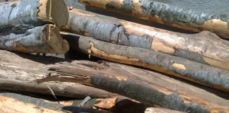 Lemn confiscat în valoare de peste 22.000 de lei de la două societăți din Aștileu și Telechiu lemne