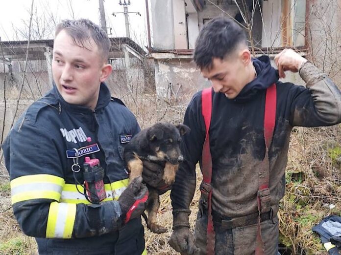 Pui de câine salvat de pompieri