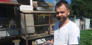 Rezultate bune ale columbofililor bihoreni la concursurile de maraton si supermaraton Schiop Matia Calin