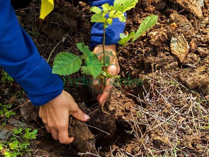 Plantare de arbori