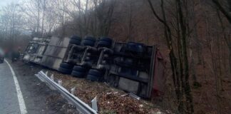 autocamion cu porci răsturnat