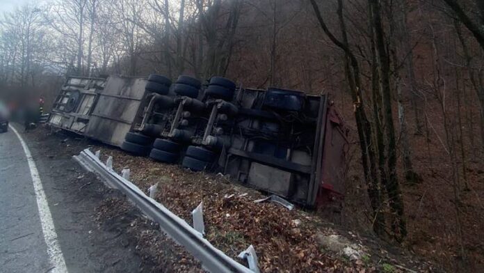 autocamion cu porci răsturnat