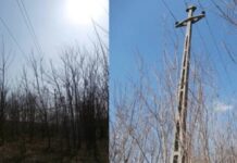 Atenție, proprietari de păduri! Lucrări urgente de toaletare a copacilor în Peștiș – Valea de Șinteu Lucrări de toaletare a copacilor în Peștiș – Valea de Șinteu