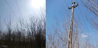 Atenție, proprietari de păduri! Lucrări urgente de toaletare a copacilor în Peștiș – Valea de Șinteu Lucrări de toaletare a copacilor în Peștiș – Valea de Șinteu